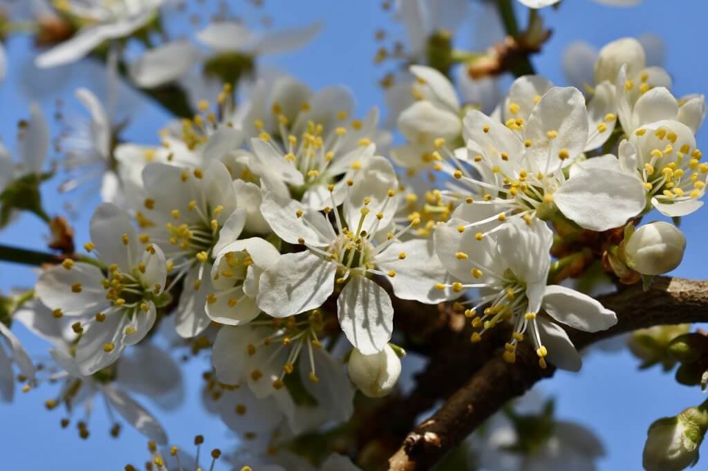 לברך ברכת האילנות בשבת